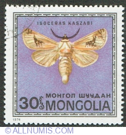 Image #1 of 30 Mongo 1974 - Moth (Isoceras kaszabi)