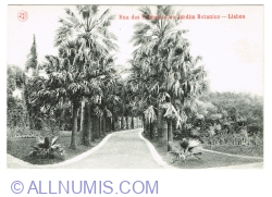 Lisbon - Palm Way in the Botanical Garden (1920)
