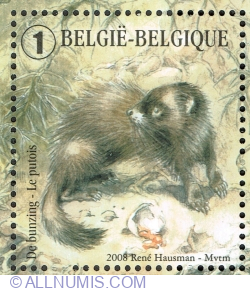 Image #1 of "1" 2008 - European Polecat (Mustela putorius)