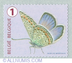 Image #1 of "1" 2014 - Common Blue (Polyommatus icarus)