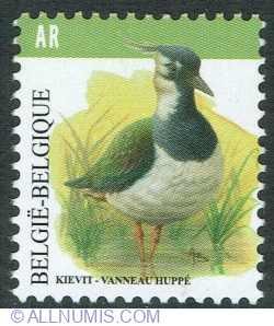 AR° 2013 - Lapwing nordic (Vanellus vanellus)