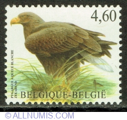 Image #1 of 4.60 Euro 2009 - White-tailed Eagle