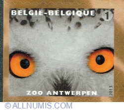 Image #1 of "1" 2013 - Snowy Owl (Bubo scandiacus)