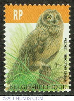 RP° 2012 - Short-eared Owl (Asio flammeus)