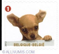 Image #1 of "1" 2012 - Chihuahua (Canis lupus familiaris)