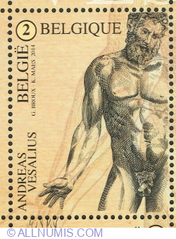 "2" 2014 - Andreas Vesalius - Nud masculin