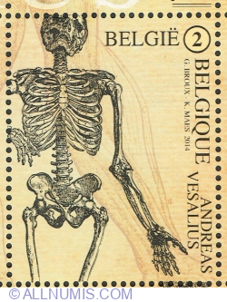 Image #1 of "2" 2014 - Andreas Vesalius - Skeletal System