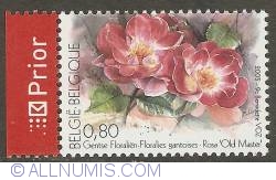 0,80 Euro 2005 - Floralies of Ghent - Rosa Old Master