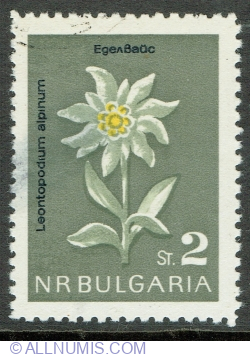 2 Stotinki 1963 - Edelweiss (Leontopodium alpinia)