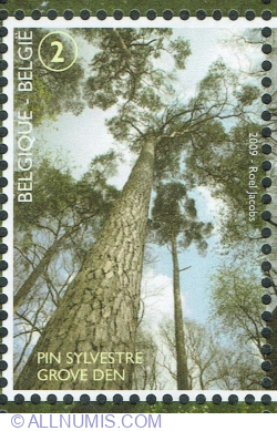 Image #1 of "2" 2009 - Scotch Pine