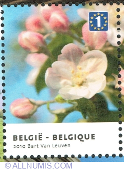 Image #1 of 1 Europe 2010 - Haspengouw: Apple Blossom