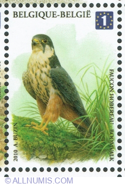 Image #1 of 1 Europe 2010 - Eurasian Hobby (Falco subbuteo)