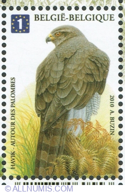 1 Europe 2010 - Uliu porumbar (Accipiter gentilis)