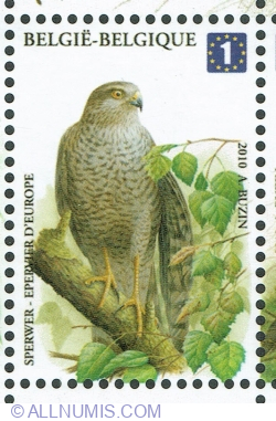 Image #1 of 1 Europe 2010 - Sparrowhawk (Accipiter nisus)