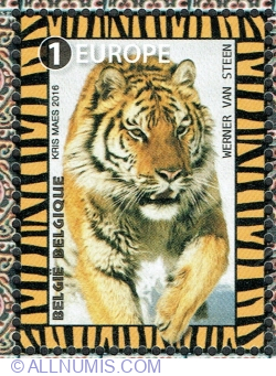 Image #1 of 1 Europe 2016 - Siberian Tiger (Panthera tigris altaica)