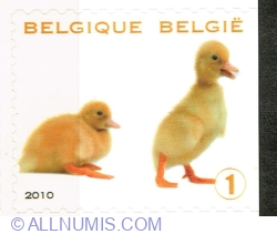 "1" 2010 - Ducklings
