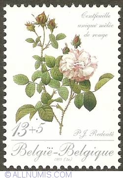 Image #1 of 13 + 5 Francs 1989 - Roses of P.J. Redouté - Centfeuille unique mêlée de rouge