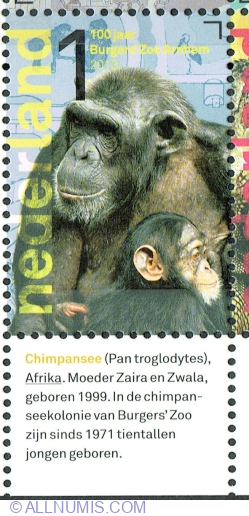 1° 2013 - Chimpanzee (Pan troglodytes)