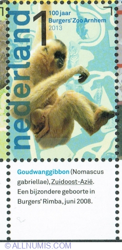 Image #1 of 1° 2013 - Golden-cheeked Gibbon (Nomascus gabriellae)