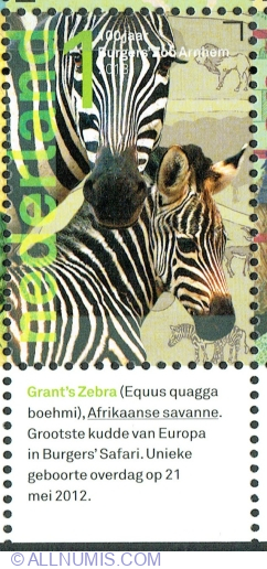Image #1 of 1° 2013 - Zebra lui Grant (Equus quagga boehmi)