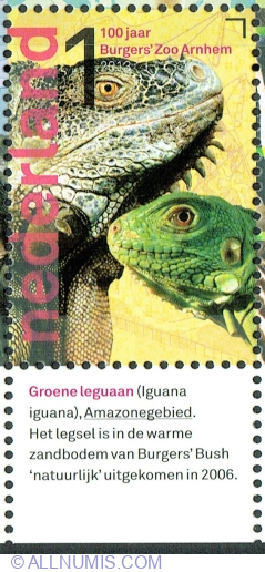 Image #1 of 1° 2013 - Iguana verde (Iguana iguana)