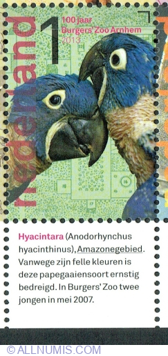 1° 2013 - Ara zambila (Anodorhynchus hyacinthinus)