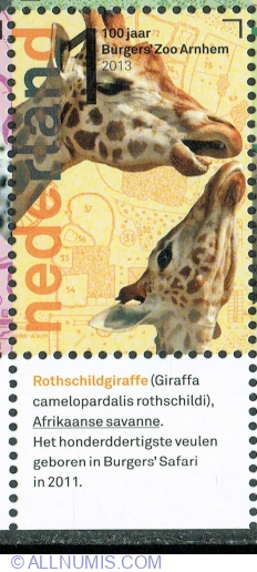Image #1 of 1° 2013 - Girafa Rothschild (Giraffa camelopardalis rothschildi)