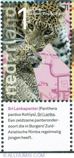 1° 2013 - Sri Lankan Leopard (Panthera pardus kotiya)