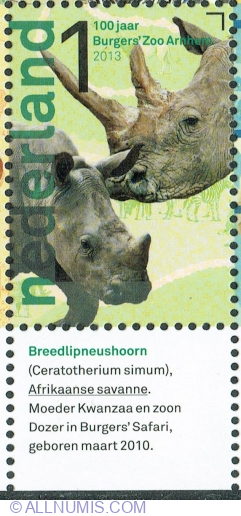 Image #1 of 1° 2013 - White Rhinoceros (Ceratotherium simum)