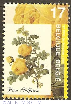 Image #1 of 17 Francs 1997 - Rosa Sulfurea