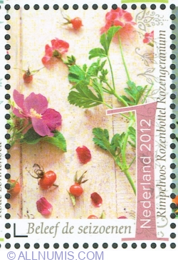 1° 2012 - Trandafir ondulat, măceș, geranium roz