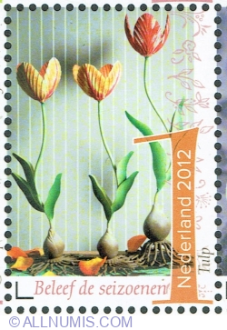 1° 2012 - Tulip