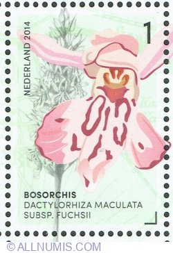 Image #1 of 1° 2014 - Dactylorhiza Maculata Subspecies Fuchsii