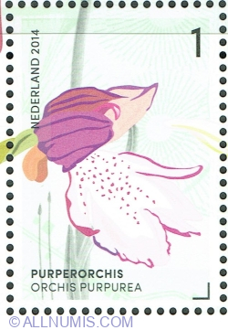 Image #1 of 1° 2014 - Orchis Purpurea