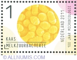 1° 2011 - Brânză