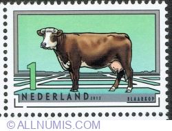 1° 2012 - Groningen White-headed (Bos primigenius taurus)