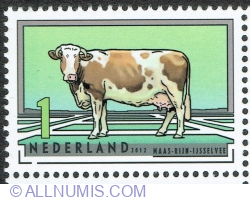 1° 2012 - Meuse-Rhine-Ijssel Cattle (Bos primigenius taurus)
