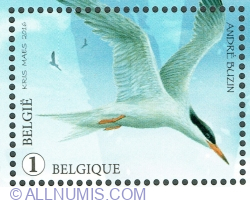 "1" 2016 - Tern comun (Sterna hirundo)