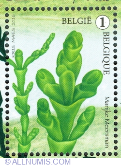 Image #1 of "1" 2016 - Salicornia pusilla