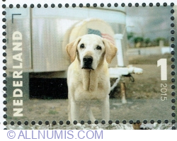 Image #1 of 1° 2015 - "Guinness" (Canis lupus familiaris)