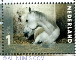 1° 2015 - "Isolde" (Equus ferus caballus)