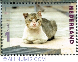 Image #1 of 1° 2015 - "Kat" (Felis silvestris catus)