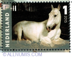 Image #1 of 1° 2015 - "Ringo" (Equus ferus caballus)