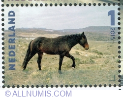 1° 2015 - "Rocky Road" (Equus ferus caballus)
