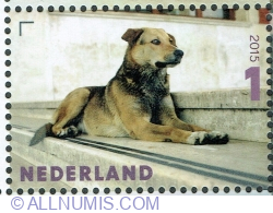 Image #1 of 1° 2015 - Street dog (Canis lupus familiaris)