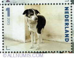 Image #1 of 1° 2015 - "Tom Tom" (Canis lupus familiaris)