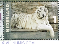 1° 2015 - "Zeus" (Panthera tigris)
