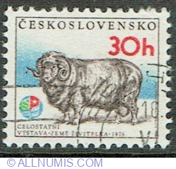 30 Haler 1976 - Merino Ram (Ovis ammon aries)