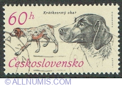 60 Haler 1973 - German Short-haired Pointer (Canis lupus familiaris)