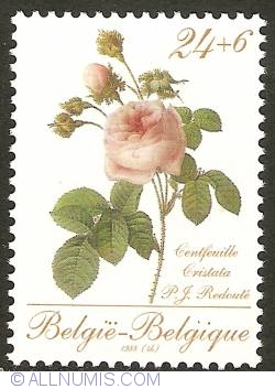 Image #1 of 24 + 6 Francs 1988 - Roses of P.J. Redouté - Centfeuille Cristata